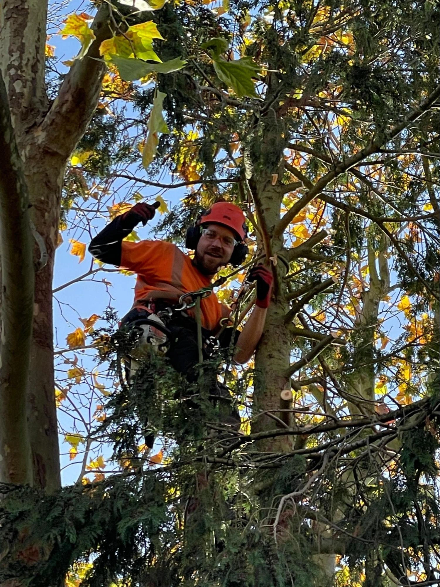 Ilford Tree Care Experts